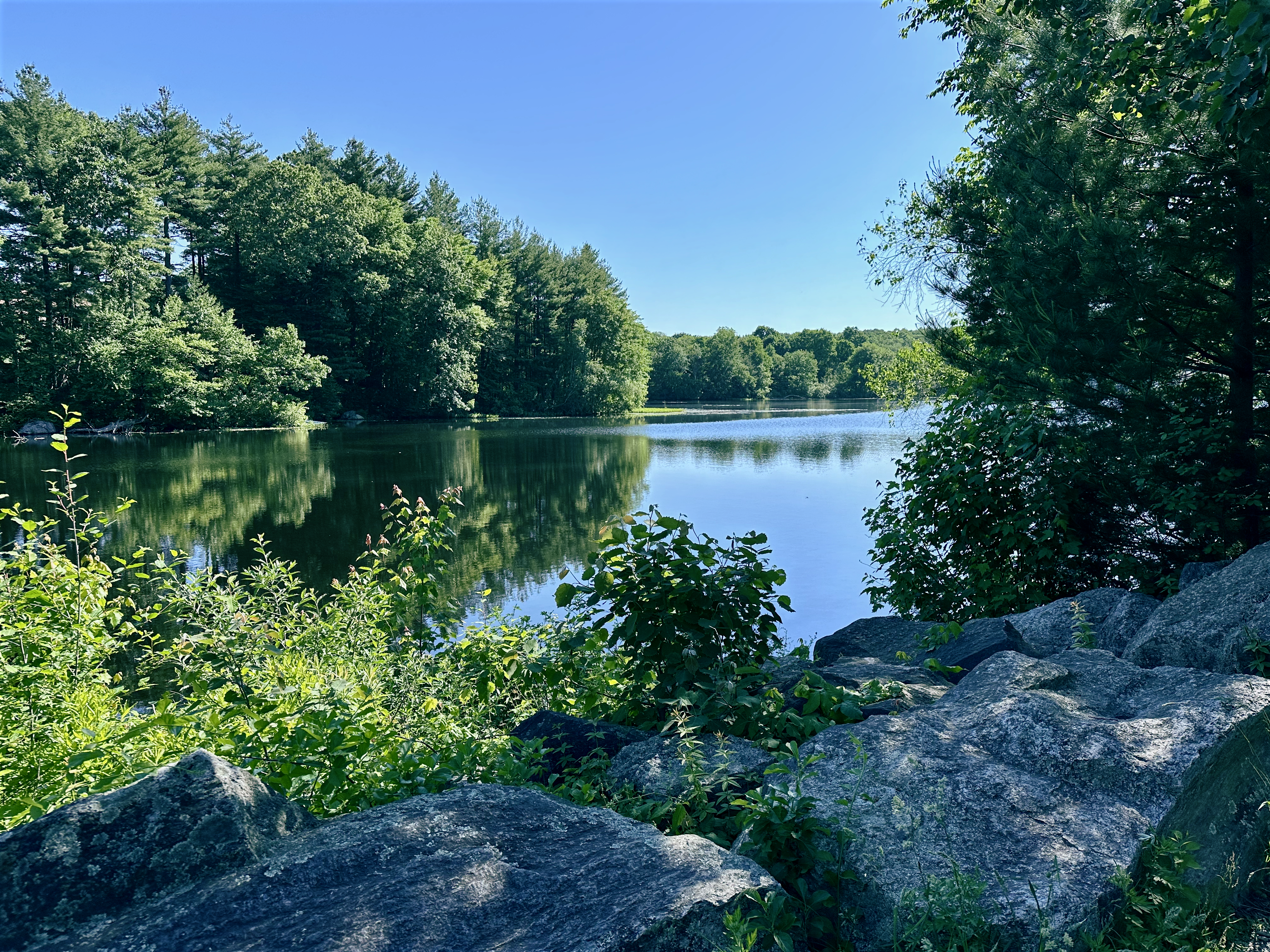 Glassy water with reflections of trees